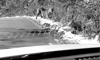 自驾偶遇拦路虎