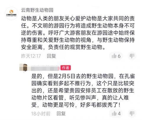 云南一动物园内孔雀被追逐拔毛,园方:尚未找到当事游客休闲区蓝鸢梦想 - Www.slyday.coM 云南一动物园内孔雀被追逐拔毛,园方:尚未找到当事游客休闲区蓝鸢梦想 - Www.slyday.coM