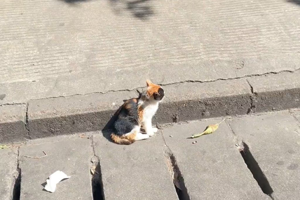 路边偶遇闭着眼的小猫,看清楚它的模样后,才明白它活得有多艰难