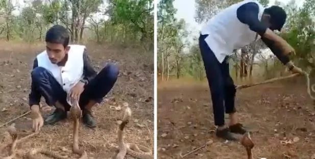 想舞三条眼镜蛇？<a href=