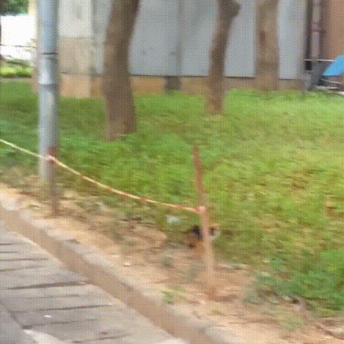 路边偶遇闭着眼的小猫,看清楚它的模样后,才明白它活得有多艰难