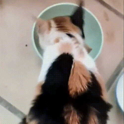 路边偶遇闭着眼的小猫,看清楚它的模样后,才明白它活得有多艰难