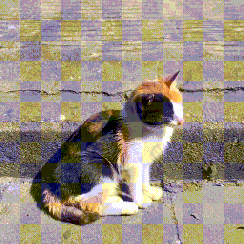 路边偶遇闭着眼的小猫，看清楚它的模样后，才明白它活得有多艰难