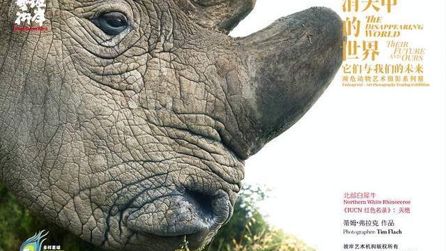 小头鼠海豚濒危真相 加州湾石首鱼捕捞影响