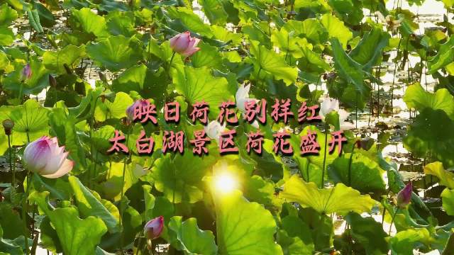 果然视频|映日荷花别样红 太白湖景区荷花盛开
