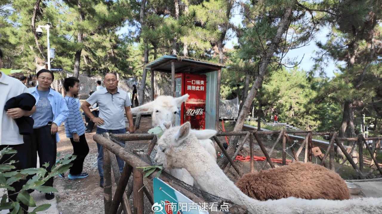 南阳长颈鹿欢乐园:国庆亲子游“实力圈粉” 南阳长颈鹿欢乐园:国庆亲子游“实力圈粉”