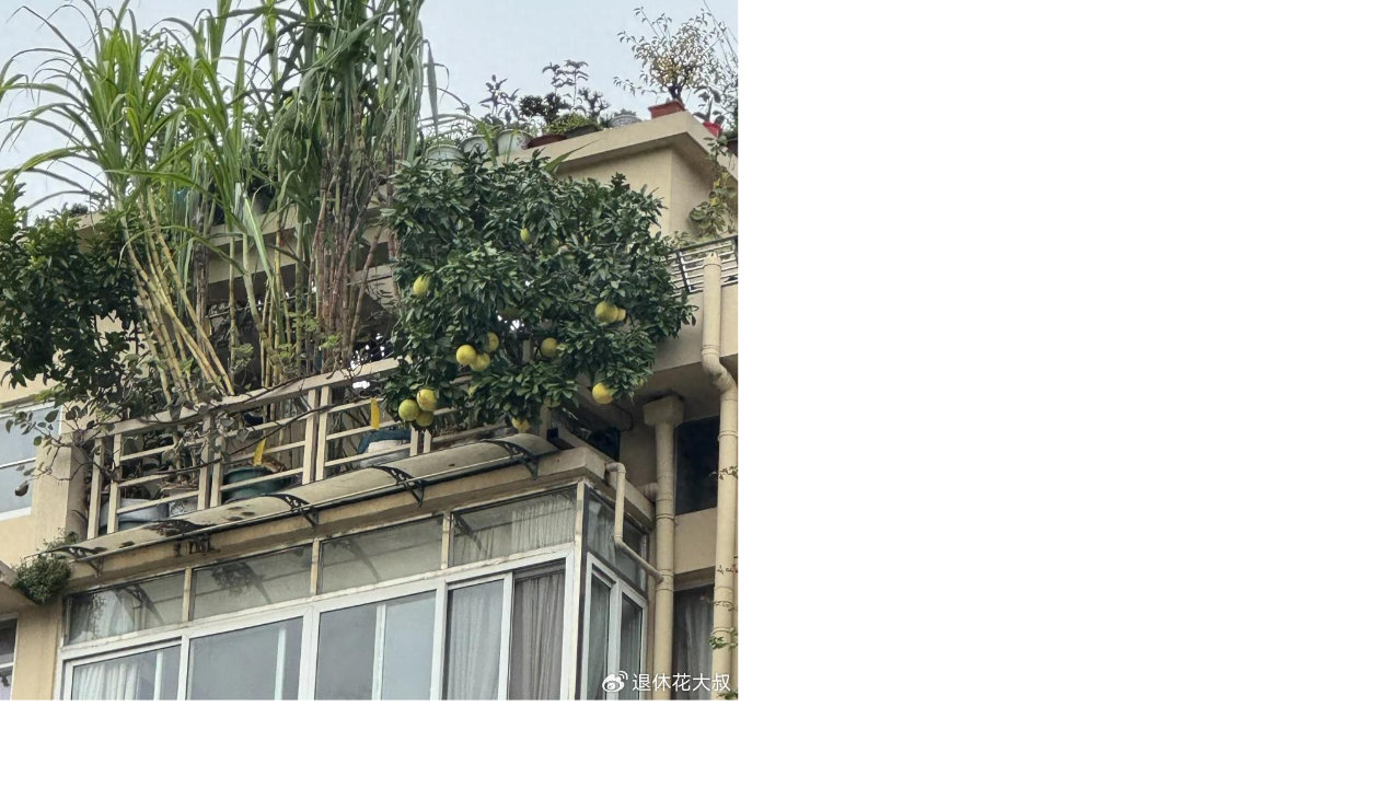 长见识，小区遇“木灵根圣手”！网友：比高，姚明都得输