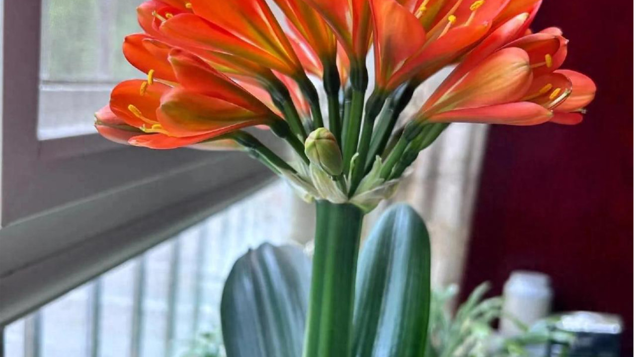 “家有7花，十宅十发”，7种吉利花，摆在客厅“镇宅旺家”！