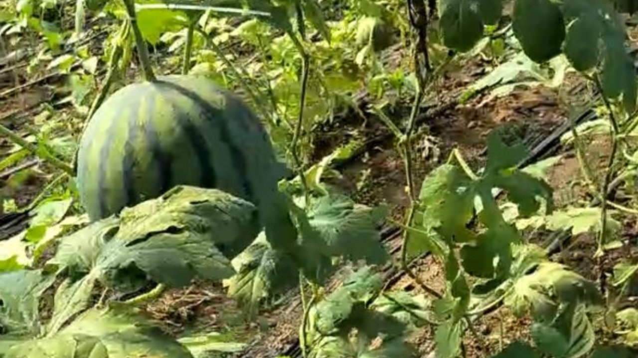 北菜南运！每天18000斤！“长春小西瓜”定制直供上海