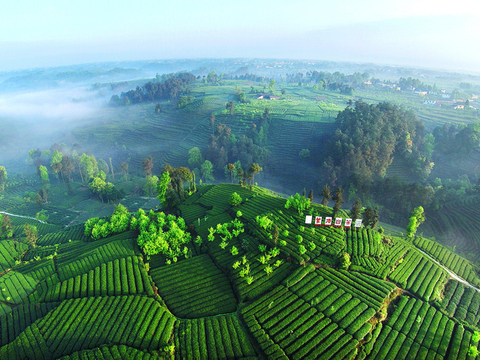 凤凰楼信息免费茶楼：传统茶香中的现代社交新风尚