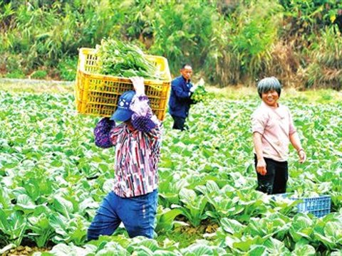 日产迟菜心超2400斤