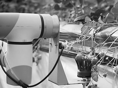 “海葵手”温柔摘草莓