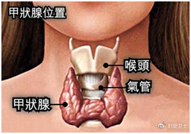 甲状腺到底是何方神圣甲功检查又是什么鬼甲功检查结果你看得懂吗