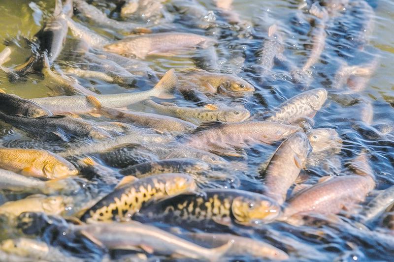 鱼类病害咋防治