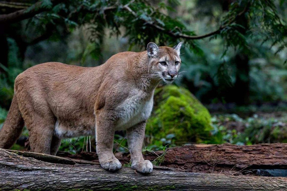 美洲狮的天敌有哪些 灰熊和狼群如何压制美洲狮