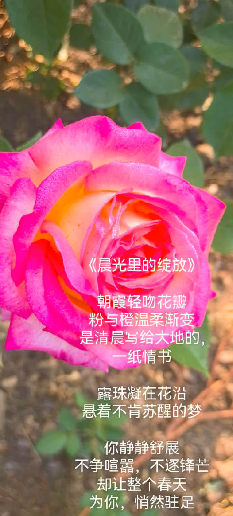 北京国家植物园月季晨光中绽放