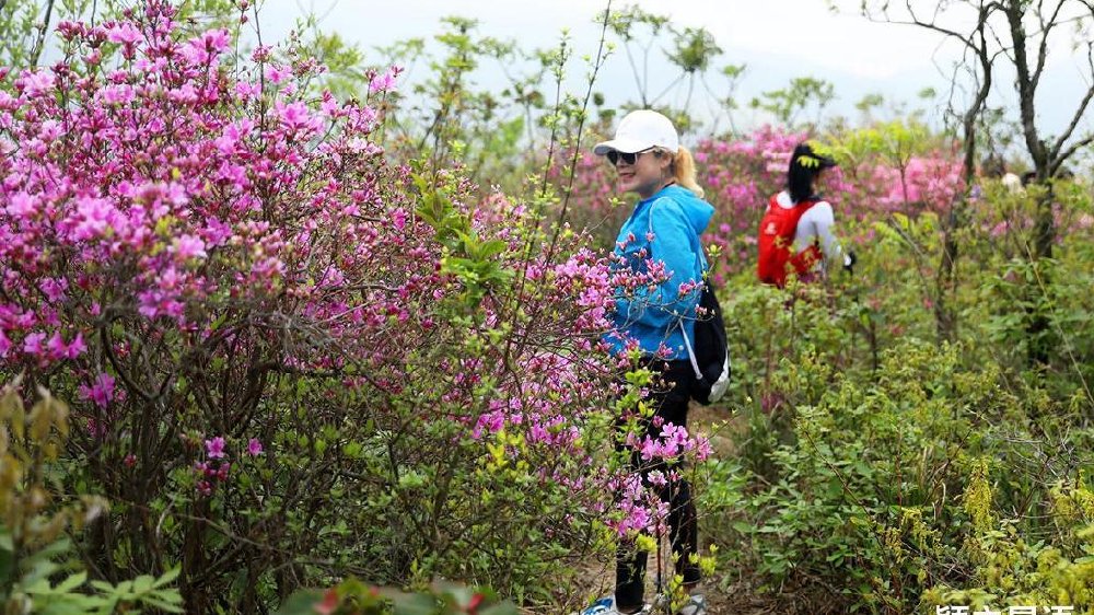 宁波杜鹃赏花基地众多，最爱二三处，人少而景美