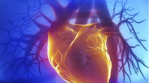 nmn改善心脏功能，心肌梗死面积减少40%帮助心脏