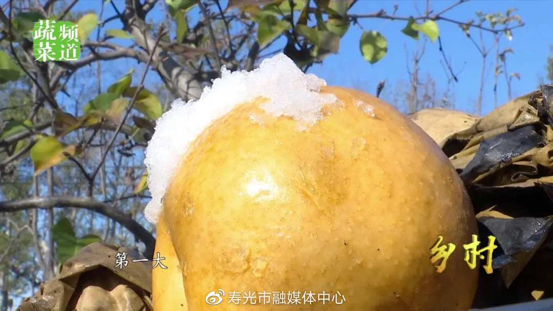 奇!寿光"歪脖子"树上结出金果梨,甘甜如蜜,亩产量达到15000斤