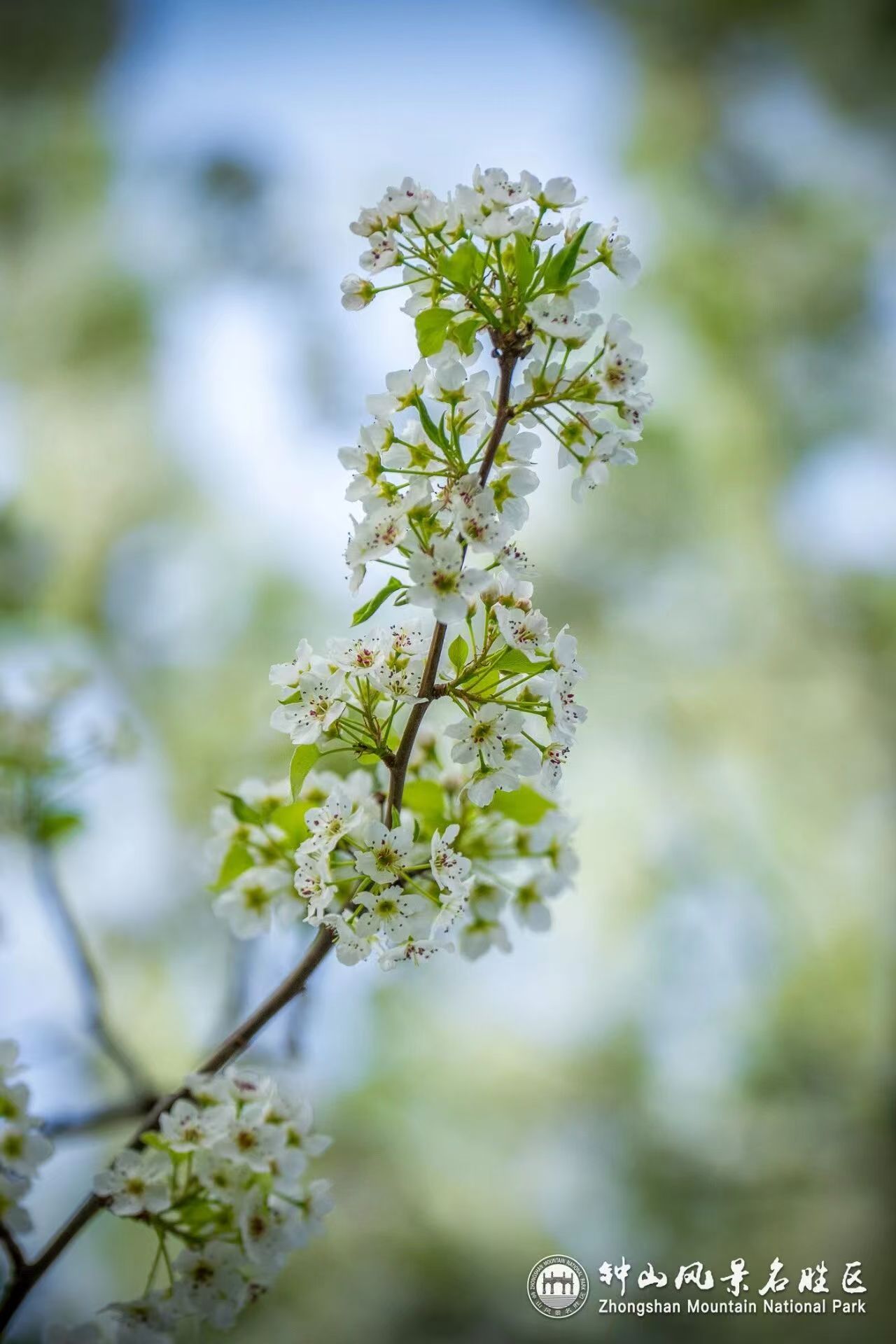 百年豆梨雪满枝 春日赏景兼守文脉