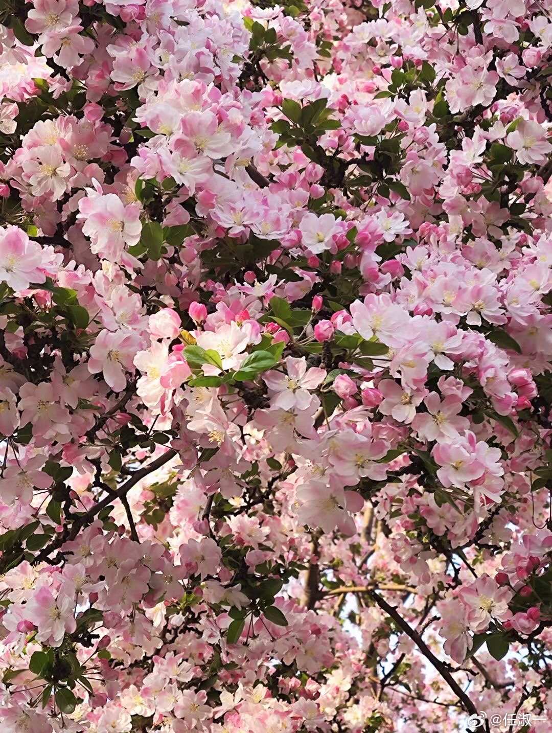 天津四月海棠花季，五大道值得你去逛一逛