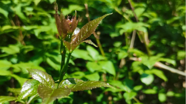 又是一年“山茅野菜”食用季节