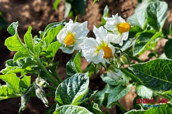 中国土豆眼影盘引争议:崔静波给5吨土豆拍照 做出首个纯天然美妆色卡休闲区蓝鸢梦想 - Www.slyday.coM 中国土豆眼影盘引争议:崔静波给5吨土豆拍照 做出首个纯天然美妆色卡休闲区蓝鸢梦想 - Www.slyday.coM