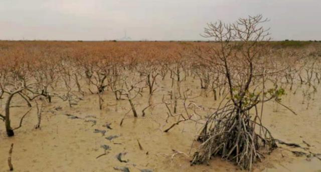 人民网评:应给哭泣的红树林一个交代休闲区蓝鸢梦想 - Www.slyday.coM 人民网评:应给哭泣的红树林一个交代休闲区蓝鸢梦想 - Www.slyday.coM