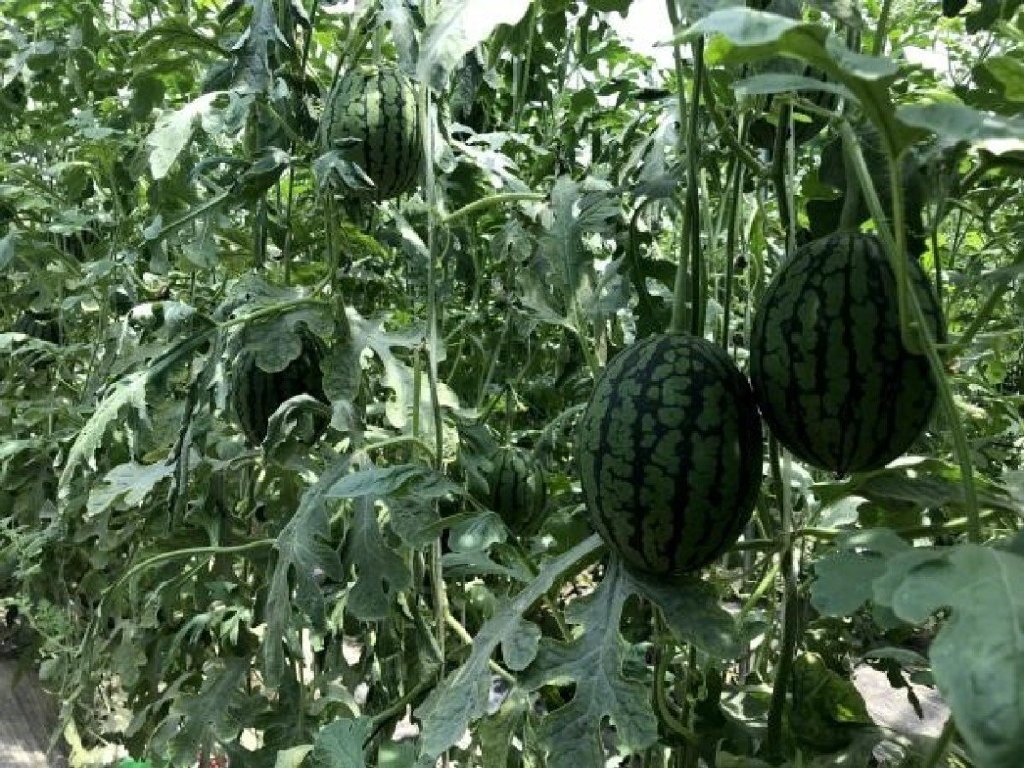 镇长求助!中牟百万斤西瓜已经成熟,瓜农急盼销路休闲区蓝鸢梦想 - Www.slyday.coM 镇长求助!中牟百万斤西瓜已经成熟,瓜农急盼销路休闲区蓝鸢梦想 - Www.slyday.coM