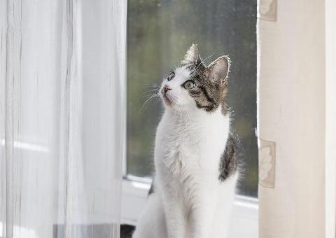 猫的习性丨猫爬上窗帘是出于什么动机？