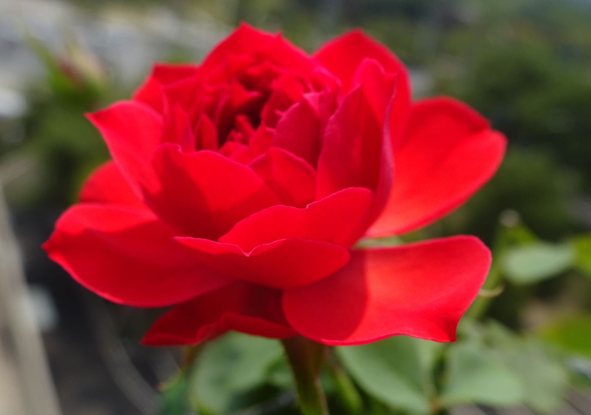 阳台养花,养棵"红苹果"—大红色花朵,美丽又喜庆!