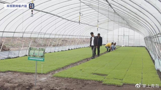人与器械“共舞”!袁隆平团队“巨型稻”在天津正式插秧休闲区蓝鸢梦想 - Www.slyday.coM 人与器械“共舞”!袁隆平团队“巨型稻”在天津正式插秧休闲区蓝鸢梦想 - Www.slyday.coM