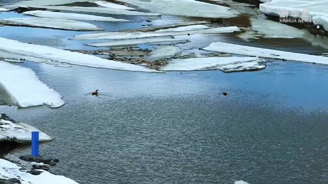 青海黄南：黄河“开河” 春意盎然