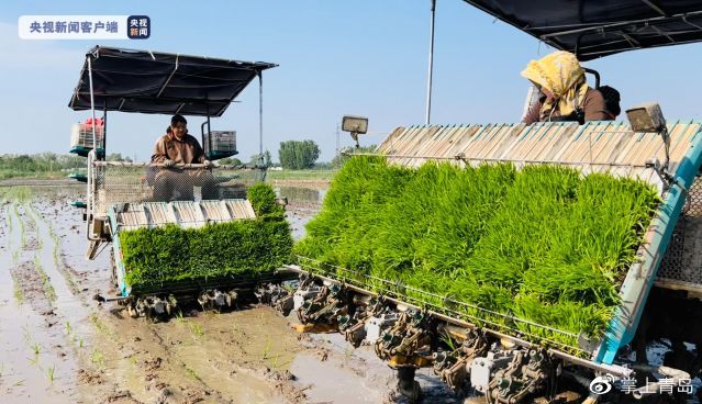 人与器械“共舞”!袁隆平团队“巨型稻”在天津正式插秧休闲区蓝鸢梦想 - Www.slyday.coM 人与器械“共舞”!袁隆平团队“巨型稻”在天津正式插秧休闲区蓝鸢梦想 - Www.slyday.coM