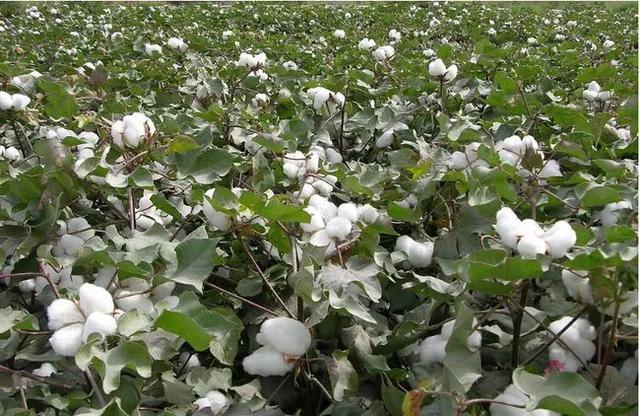 国庆假期最后一天对ta来说是个重要的日子丨花花万物丨世界棉花日休闲区蓝鸢梦想 - Www.slyday.coM 国庆假期最后一天对ta来说是个重要的日子丨花花万物丨世界棉花日休闲区蓝鸢梦想 - Www.slyday.coM