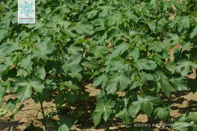 国庆假期最后一天对ta来说是个重要的日子丨花花万物丨世界棉花日休闲区蓝鸢梦想 - Www.slyday.coM 国庆假期最后一天对ta来说是个重要的日子丨花花万物丨世界棉花日休闲区蓝鸢梦想 - Www.slyday.coM