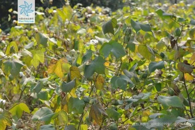 国庆假期最后一天对ta来说是个重要的日子丨花花万物丨世界棉花日休闲区蓝鸢梦想 - Www.slyday.coM 国庆假期最后一天对ta来说是个重要的日子丨花花万物丨世界棉花日休闲区蓝鸢梦想 - Www.slyday.coM