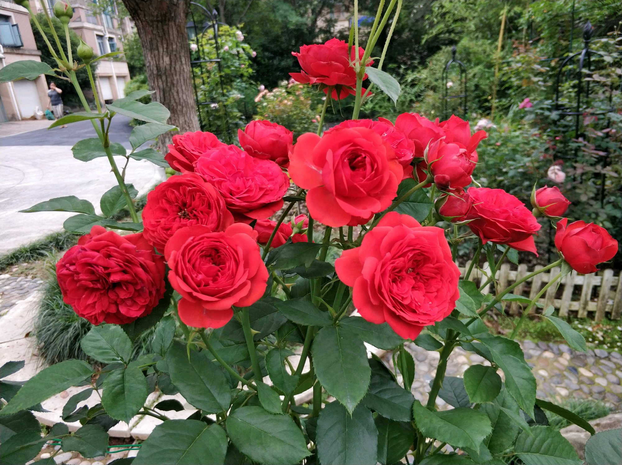 阳台养花,养棵"红苹果"—大红色花朵,美丽又喜庆!