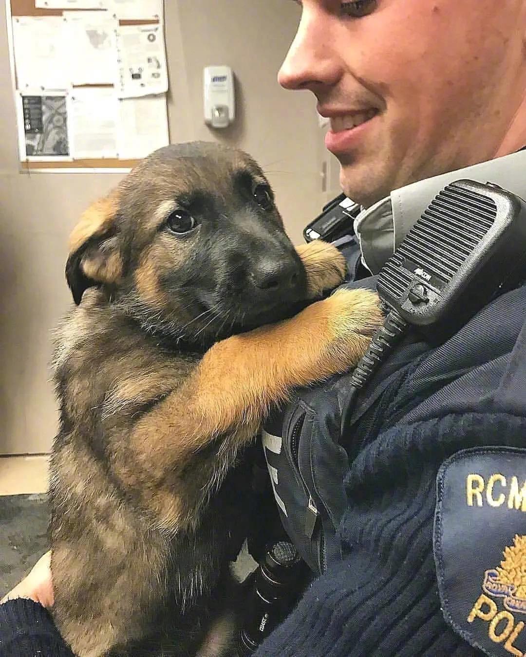 还没有开挂的警犬,菜鸟时期过于呆萌!_高清图集_新浪网
