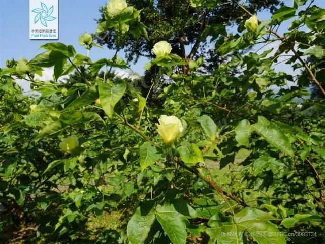 国庆假期最后一天对ta来说是个重要的日子丨花花万物丨世界棉花日休闲区蓝鸢梦想 - Www.slyday.coM 国庆假期最后一天对ta来说是个重要的日子丨花花万物丨世界棉花日休闲区蓝鸢梦想 - Www.slyday.coM