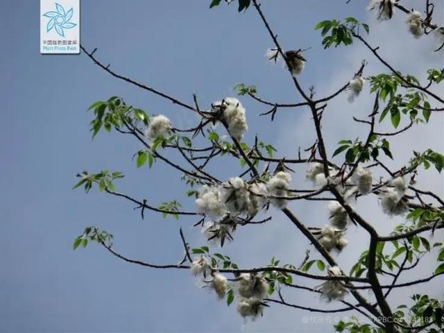 国庆假期最后一天对ta来说是个重要的日子丨花花万物丨世界棉花日休闲区蓝鸢梦想 - Www.slyday.coM 国庆假期最后一天对ta来说是个重要的日子丨花花万物丨世界棉花日休闲区蓝鸢梦想 - Www.slyday.coM