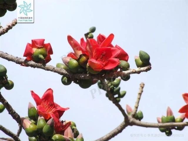 国庆假期最后一天对ta来说是个重要的日子丨花花万物丨世界棉花日休闲区蓝鸢梦想 - Www.slyday.coM 国庆假期最后一天对ta来说是个重要的日子丨花花万物丨世界棉花日休闲区蓝鸢梦想 - Www.slyday.coM