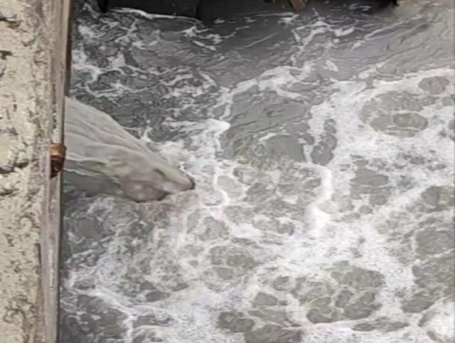 人民网评:应给哭泣的红树林一个交代休闲区蓝鸢梦想 - Www.slyday.coM 人民网评:应给哭泣的红树林一个交代休闲区蓝鸢梦想 - Www.slyday.coM