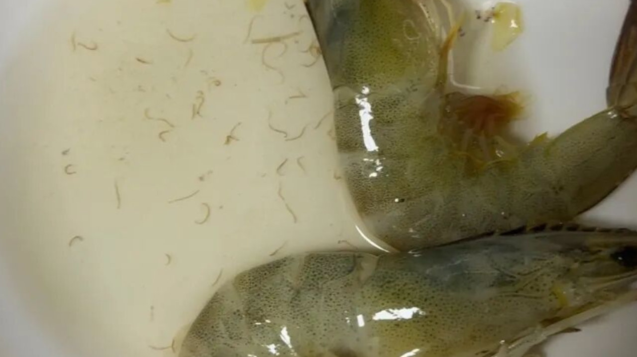 女子洗虾洗出密密麻麻线状虫子，网友：这是寄生虫还是虾崽？重要提醒