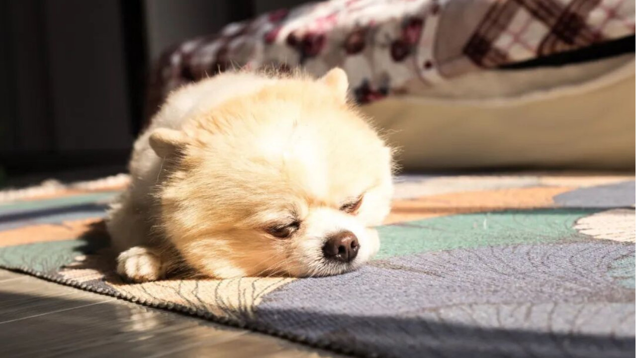 “星期宠”套路曝光：30元病犬卖上千，店员围堵殴打维权消费者