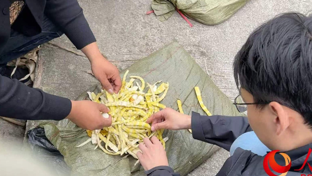 人民直击|这里的竹笋为何在用硫磺熏 人民直击|这里的竹笋为何在用硫磺熏