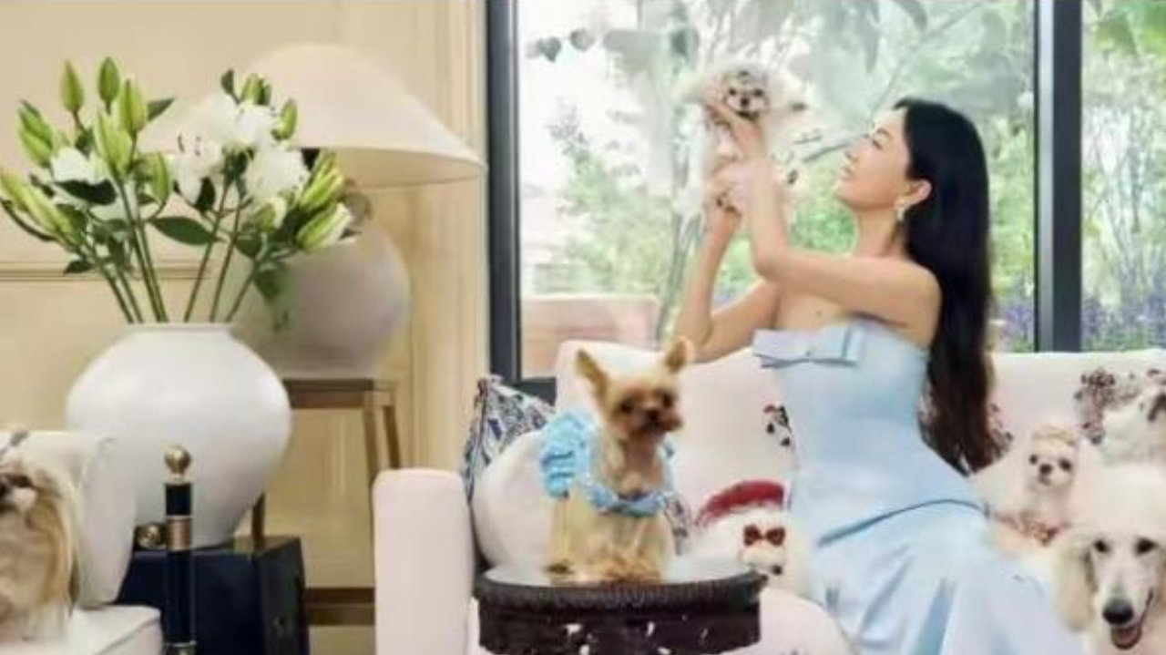 杜江高兴发文！霍思燕携宠物参加世界赛事，荣获冠军称号