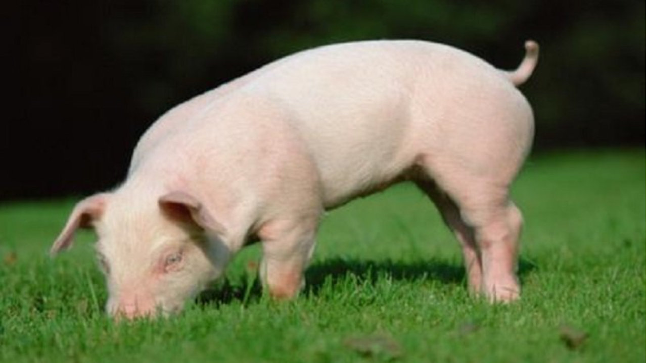 “没想到现在都不到5元了”！猪价走低背景下，A股猪企出现资本运作