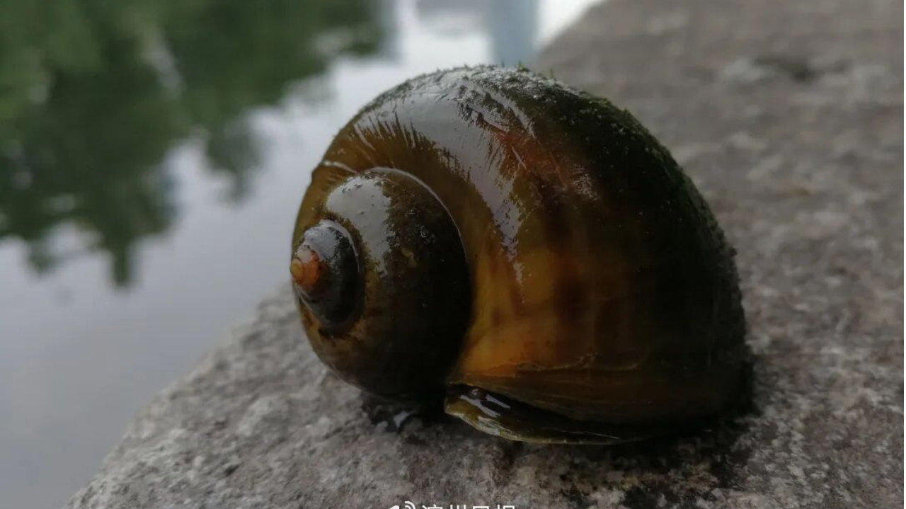 别吃！别碰！寄生虫多达6000条，近期正大量出现