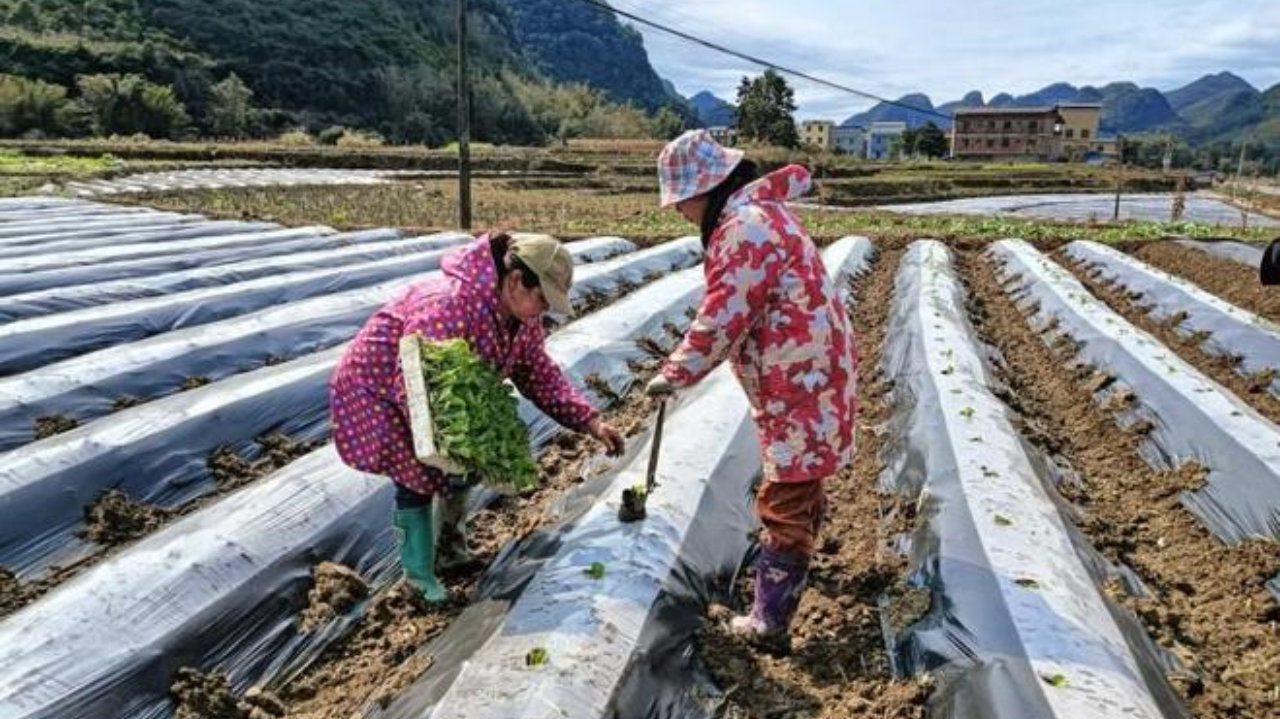 广西罗城烟草：精耕中耕培土筑牢“金叶”稳产根基
